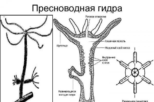 Kraken рабочий