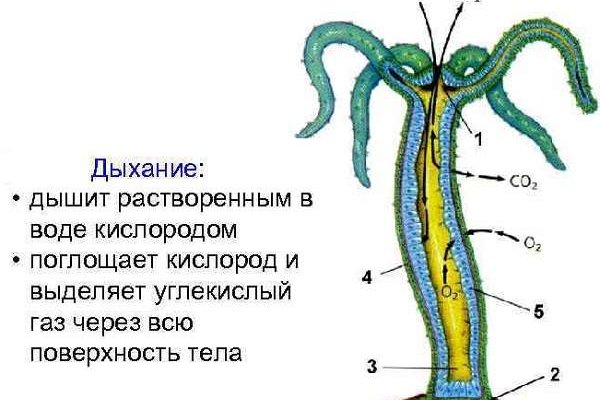 Кракен даркнет в тор